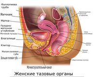 Половые органы женщины